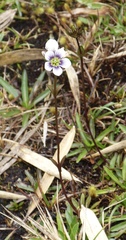 Gentianella corymbosa