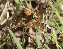 Diogmites angustipennis
