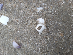 Amphibalanus eburneus