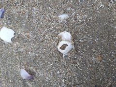 Amphibalanus eburneus