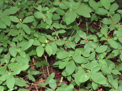 Rauvolfia