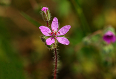 Erodium cicutarium
