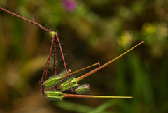 Erodium cicutarium
