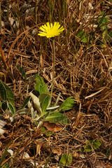 Pilosella officinarum