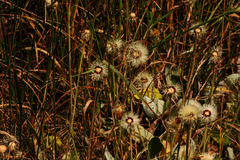 Pilosella officinarum