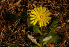 Pilosella officinarum