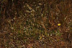 Pilosella officinarum