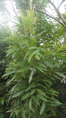 Thouinidium decandrum