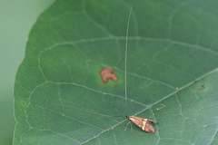 Nemophora degeerella