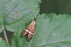 Nemophora degeerella