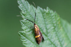 Nemophora degeerella
