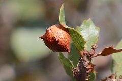 Cynips douglasii