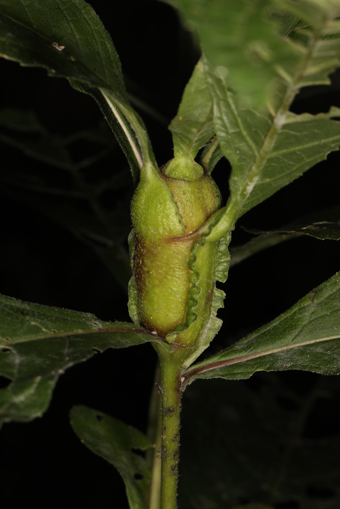 Neolasioptera verbesinae