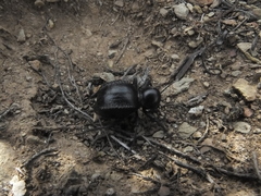 Moluris gibba
