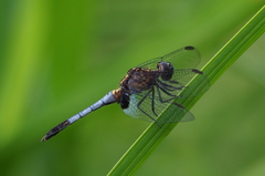 Erythrodiplax avittata