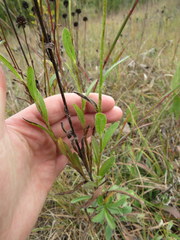Rudbeckia missouriensis