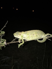 Bradypodion ventrale
