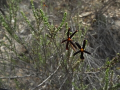 Jamesbrittenia atropurpurea