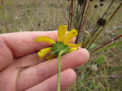 Rudbeckia missouriensis