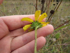 Rudbeckia missouriensis