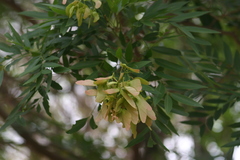 Thouinidium decandrum