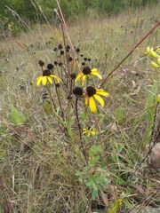Rudbeckia missouriensis