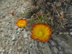 Drosanthemum bicolor