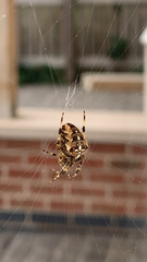 Araneus diadematus