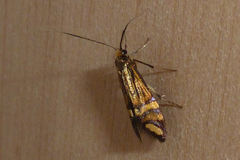 Nemophora ochsenheimerella