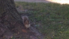 Sciurus carolinensis