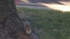 Sciurus carolinensis