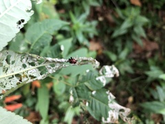 Attelabinae