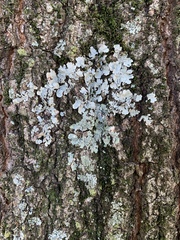 Fungi