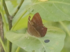 Abisara echerius