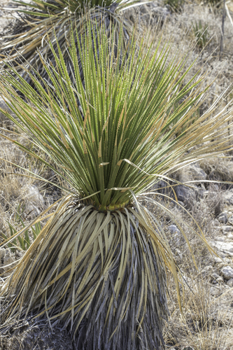 Dasylirion leiophyllum