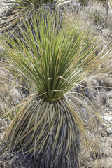 Dasylirion leiophyllum