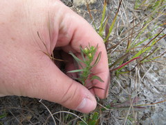 Symphyotrichum parviceps