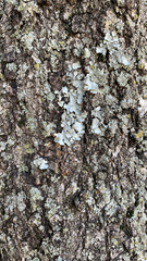 Fungi