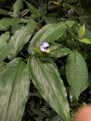 Commelina paludosa