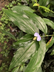 Commelina paludosa