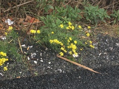 Senecio inaequidens
