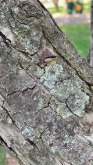 Fungi