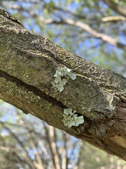 Fungi