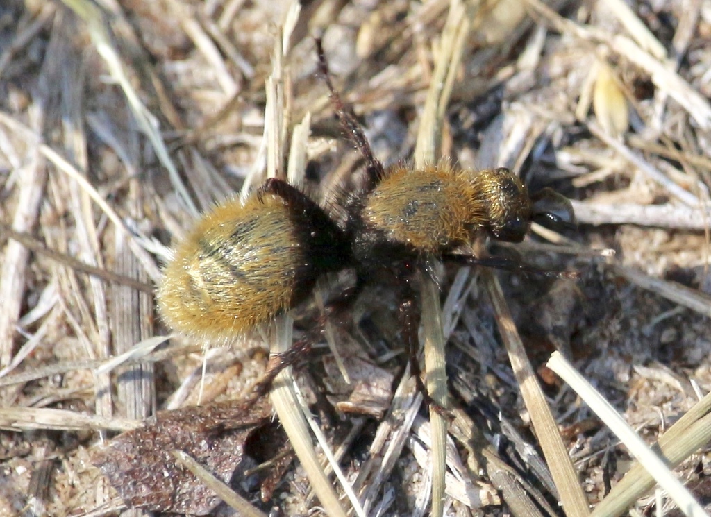 Dasymutilla calorata