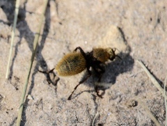 Dasymutilla calorata