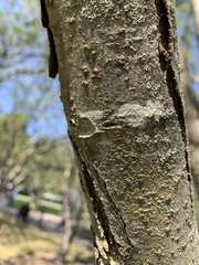 Fungi