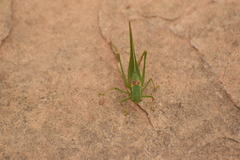 Microcentrum californicum