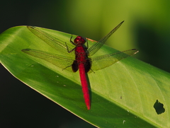 Erythrodiplax castanea