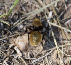 Dasymutilla calorata