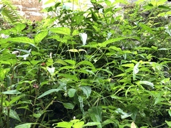 Cyclocodon lancifolius